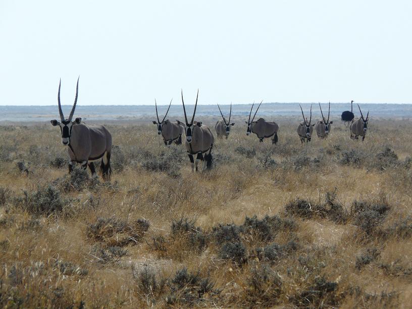 My notes on Namibia: Is a national park the same as a zoo?