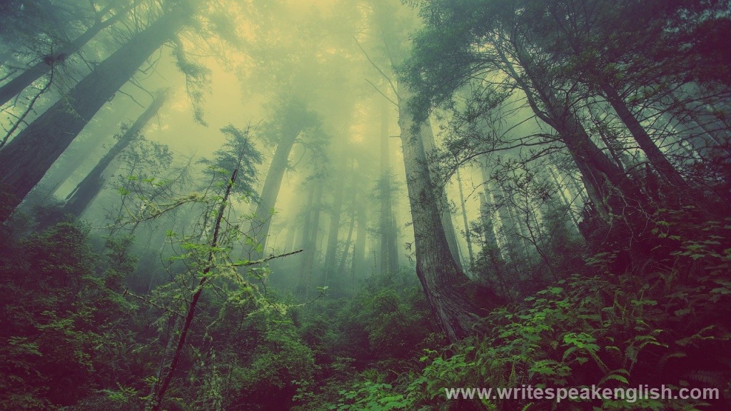 The magic forest