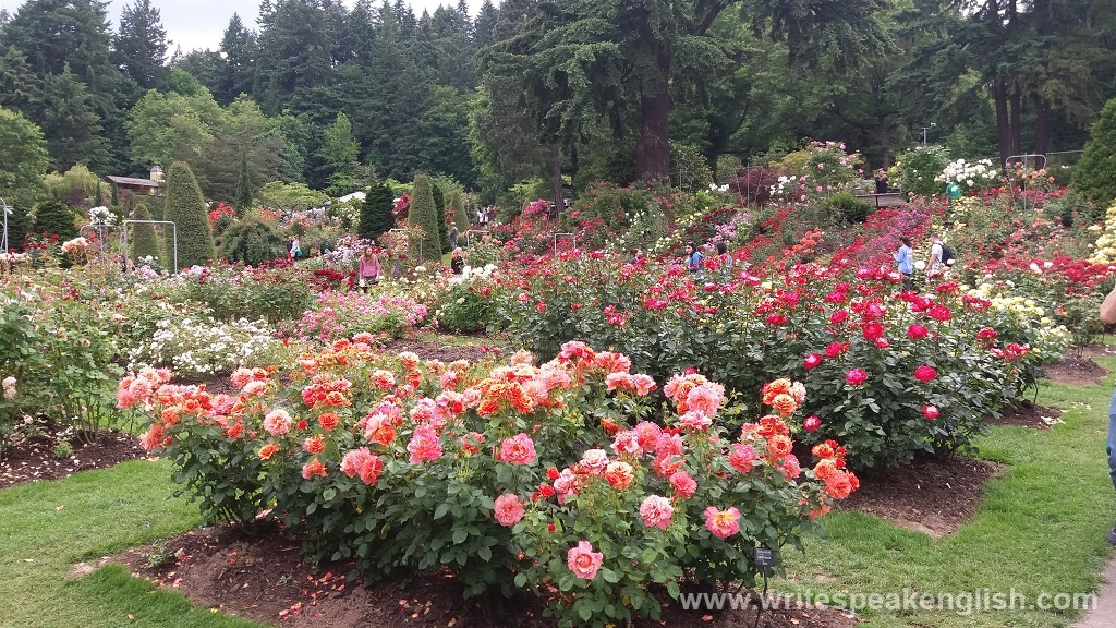 Rose Garden in Portland