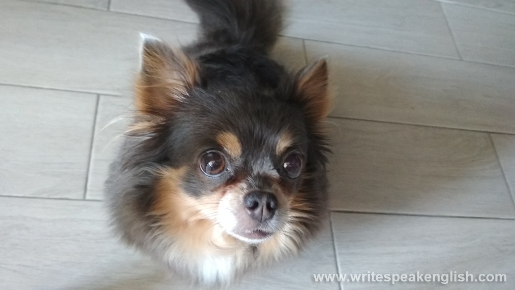 My Dog